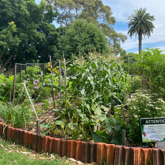 Ashfield Park Community Garden 2021